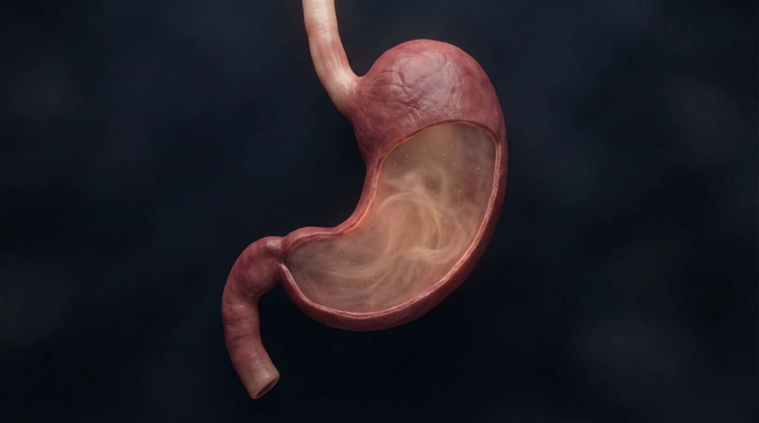 Anatomie estomac structure, rôle et fonctionnement Curo — free download