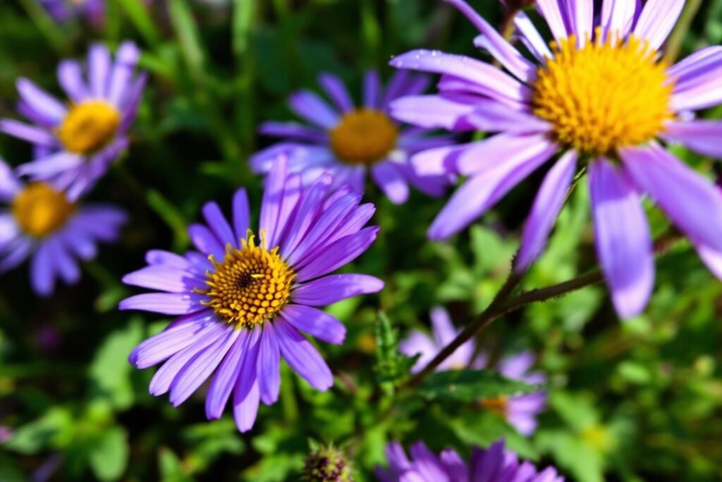 Arnica montana : propriétés, bienfaits et utilisations