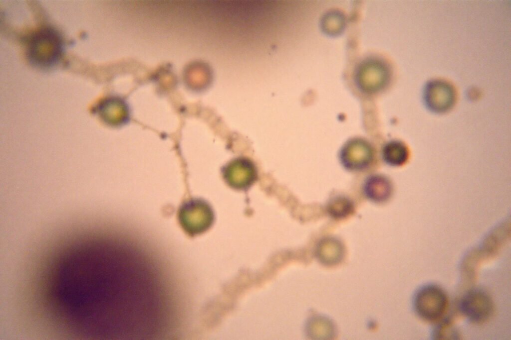 Koseri bacteria : définition et caractéristiques