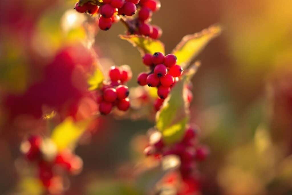 Rhus tox : définition, usages et bienfaits en homéopathie